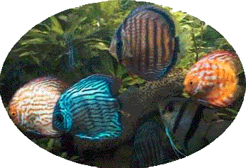Invasion d'algues. que faire ?, sur le forum de discussions FishFish  Aquarium et Aquariophilie